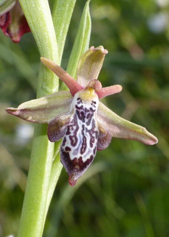 Orchidee di Creta: tra mitologia, montagne e natura, marzo 2015